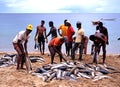 Locals sorting fish on the beach, Tobago.