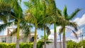 Palm Trees at Reynosa, Mexico Royalty Free Stock Photo