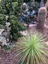 Desert plants in botanical garden Royalty Free Stock Photo