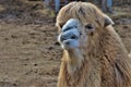 Close up of a Dromedary muzzle Royalty Free Stock Photo