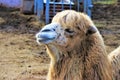 Close up of a Dromedary muzzle Royalty Free Stock Photo