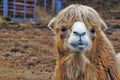 Close up of a Dromedary muzzle Royalty Free Stock Photo