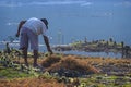 Seaweed Farmers Harvesting Crops On the Island of Nusa Lembongan. Royalty Free Stock Photo