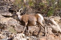 Bighorn Sheep in Northern Arizona, America, USA. Royalty Free Stock Photo