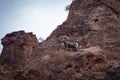 Bighorn Sheep in Northern Arizona, America, USA. Royalty Free Stock Photo