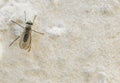 Mosquito isolated on an ocher background Royalty Free Stock Photo