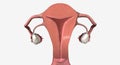 Uterus, Vagina Coronal Cross Section Royalty Free Stock Photo