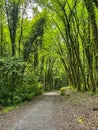 Cong Woodland and Forest Pathway