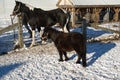 Horses at ecological farm in Montreal Royalty Free Stock Photo