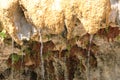 Dripping Petrified Fountain of RÃÂ©otier, Hautes-Alpes, France