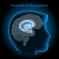 Amygdala and basal ganglia Royalty Free Stock Photo