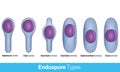 Location of bacterial spores. types of endospore Endospore structure illustration