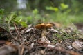 Hebeloma crustuliniforme Bokeh