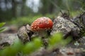 Amanita muscaria Fly Agaric Bokeh Royalty Free Stock Photo