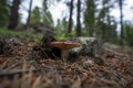 Amanita muscaria Fly Agaric Bokeh Royalty Free Stock Photo