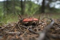 Amanita muscaria Fly Agaric Bokeh Royalty Free Stock Photo