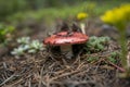 Amanita muscaria Fly Agaric Bokeh Royalty Free Stock Photo