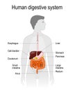 The location of the digestive system in the human body.