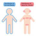 Distribution of sweat glands in human body. Health care concept