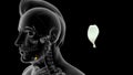 Location of epiglottis bone in Human