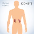 The location of the kidneys in the body, the human excretory system