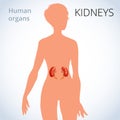 The location of the kidneys in the female body, the human excretory system