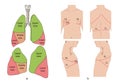 Location of lung lobes