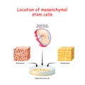 Location of mesenchymal stem cells Royalty Free Stock Photo