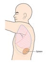 Location of the spleen