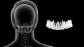 Location of upper teeth or premolars in Human