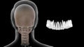 Location of upper teeth or premolars in Human