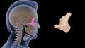 Location of zygomatic bone in Human