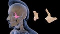 Location of zygomatic bone in Human