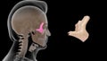 Location of zygomatic bone in Human