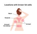 Locations with brown fat cells vector illustration