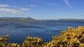 Loch Fleet World Heritage Site With yellow gorse Scottish wildflowers