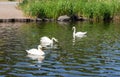 Loch Semple Swans Lochwinnoch Scotland