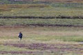 LOCHINDORB, HIGHLANDS/SCOTLAND - AUGUST 27 : Woman fly fishing n Royalty Free Stock Photo
