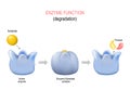 Lock and key model. Degradation. metabolic processes