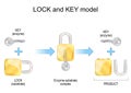 Lock and key model. Enzyme, substrate, products, and chemical mechanism