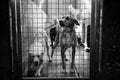 Kennel dogs locked