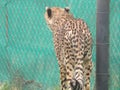 Locked-up. Lock-down. Sadness.Frustration. Cheetah walking away next to a fence that is covered by green shade netting.