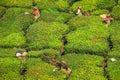 Tea workers on a beautiful crisp morning in the hills around munnar, Kerala, India Royalty Free Stock Photo