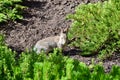 Locking eyes with wild rabbit foraging in garden Royalty Free Stock Photo