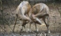 Locking Horn Deers Royalty Free Stock Photo