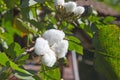 Locule container seeds of broken cotton fruit