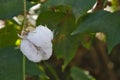 Locule container seeds of broken cotton fruit on trees