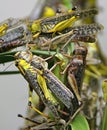 Locust 1