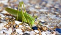 Locust Royalty Free Stock Photo