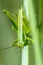 Locust Royalty Free Stock Photo